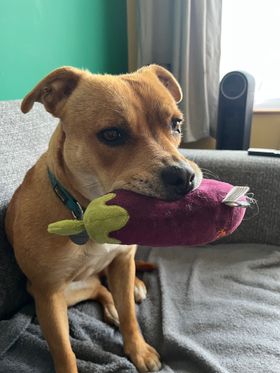 A honey-coloured staffy mix sits on the sofa with a cuddly toy aubergine/eggplant in her mouth