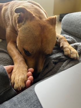 A honey-coloured staffy snoozes on the sofa with her paw in her human's hand