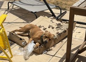 The garden patio. A small honey-coloured Staffy dog is lying on her side, asleep, on a flat cardboard box that she has clearly been ripping to shreds. She's surrounded by bits of cardboard and appears to have exhausted herself.