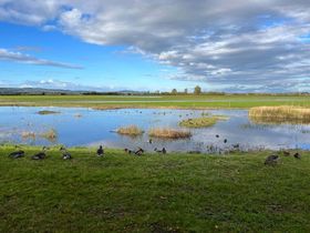 A variety of ducks sit on sunny, green wetlands