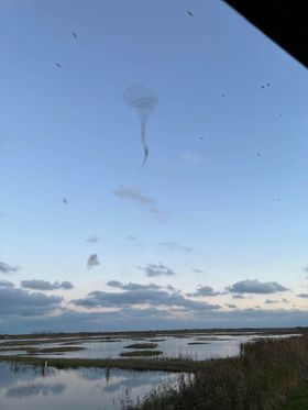 A flock of starlings moving together in a mushroom cloud shape, above a marsh. The starlings look like little black specks, almost like insects. There are larger gulls flying around.