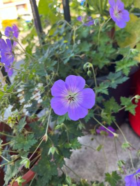 A blue-purple geranium flower with pink stripes and a centre that fades to white. It's set out against a backgrop of pointy geranium leaves.