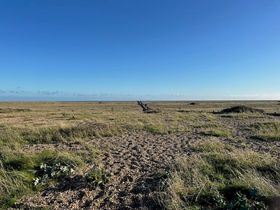 Dungeness, an expanse of shingle with patches of scrub, grass and sea kale. There's a boardwalk in the distance with a couple walking on it. It's sunny, and the sky is a deep blue.