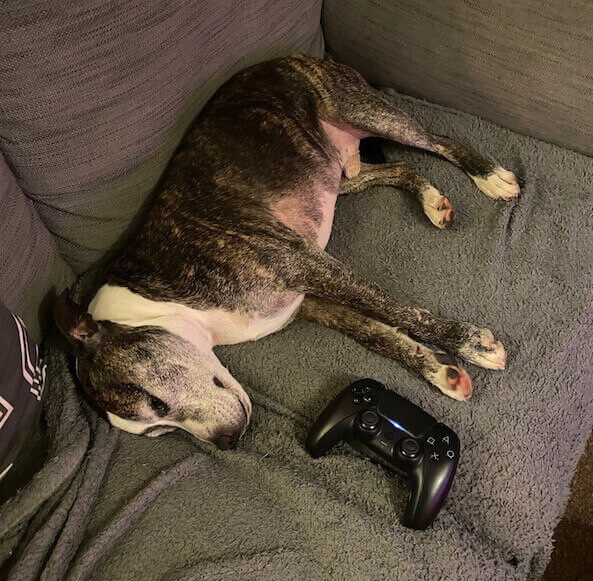 A brown and white Staffordshire bull terrier lies on the sofa with his limbs extended. He is greying round the muzzle, and has what looks like a smile. He's lying next to a PS5 controller.