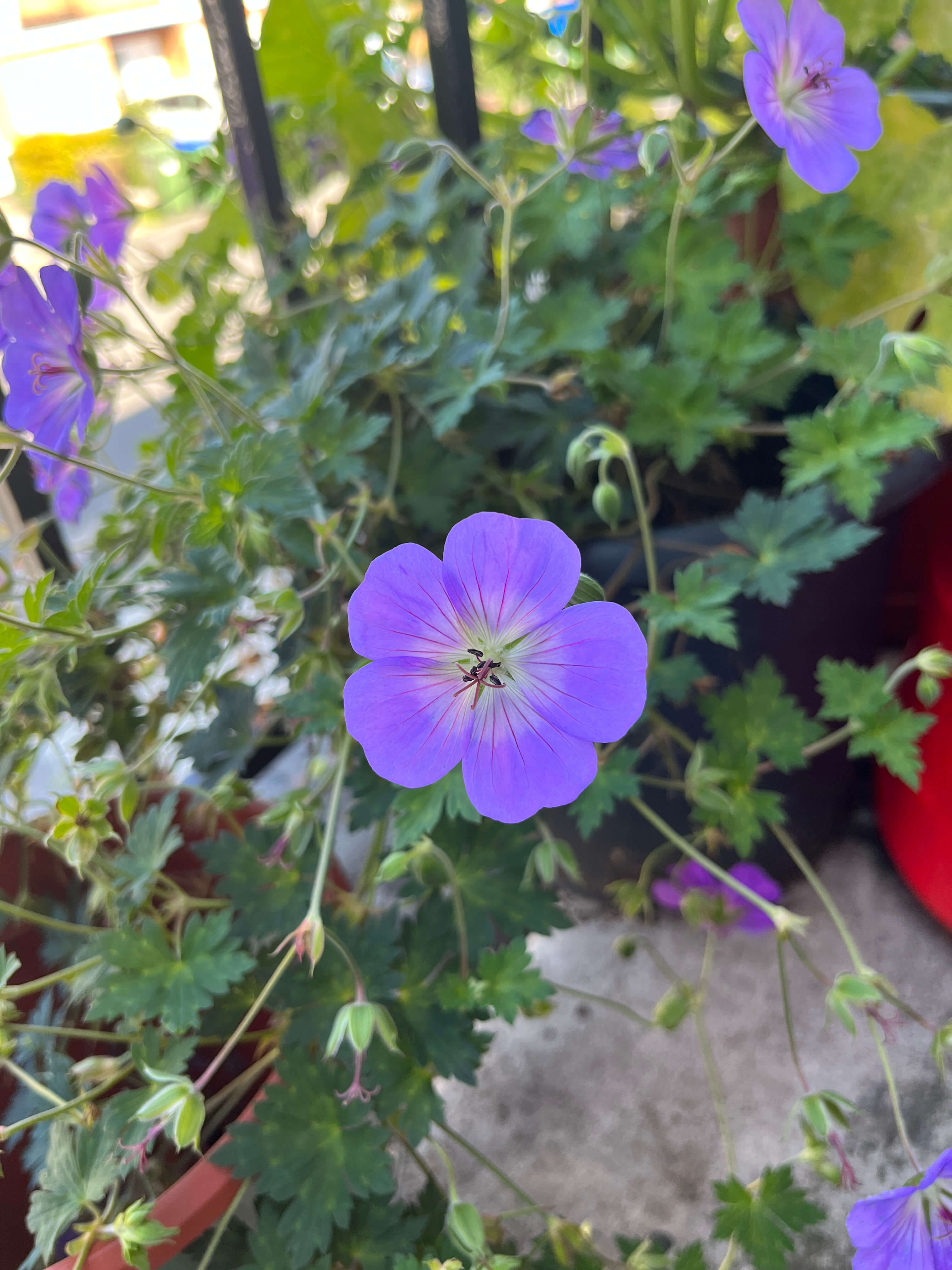 A blue-purple geranium flower with pink stripes and a centre that fades to white. It's set out against a backgrop of pointy geranium leaves.