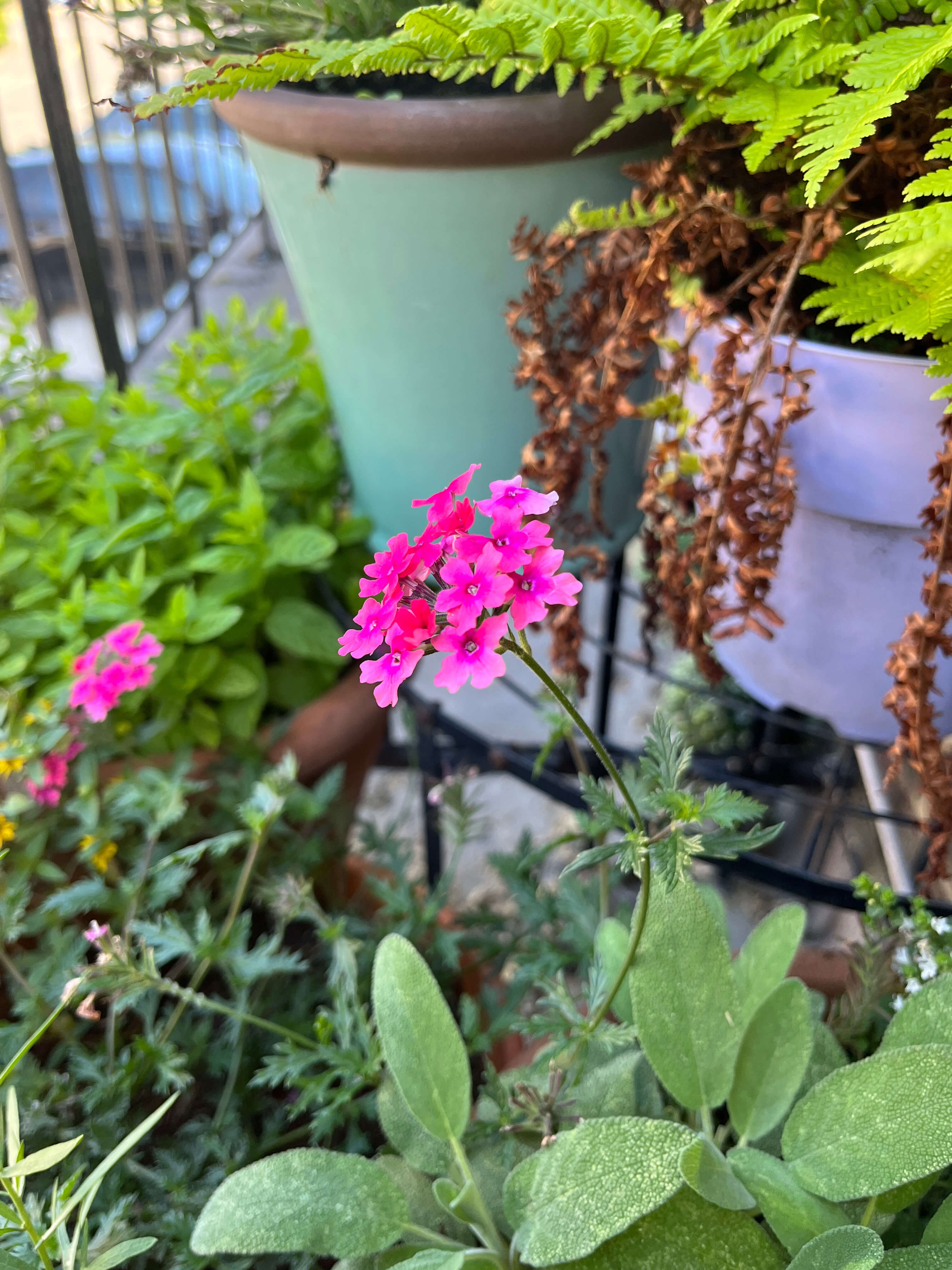 A hot pink verbena with clusters of tiny flowers against a backgrop of green foliage, next to some sage and mint and a fern that needs dead leaves cutting off