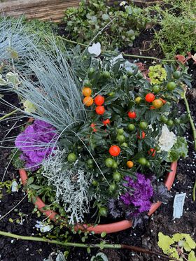 A planter within a larger raised bed. It contains a bushy plant covered in bright orange and green tomato-like berries, a tall spiky blue grass, three cabbage-like ornamental brassicas that are purple and white in the middle, some mossy looking blue grass, a little bit of green foliage spraying out the front, a white cyclamen at the back