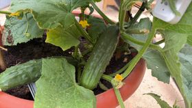 A close-up of a cucumber plant with two plump cucumbers, dark green with white knobbles all over them, and some small yellow flowers.